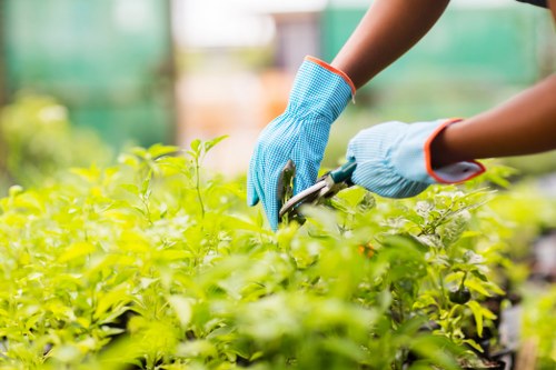 Accurate pricing for a mixed garden clearance near a busy Downham location
