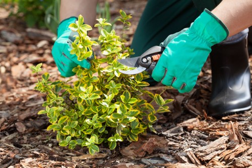 Stump grinding and tree removal services in Downham