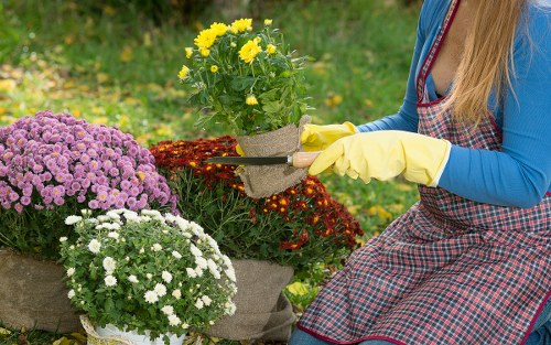 Middle stage of professional gardening work in Downham