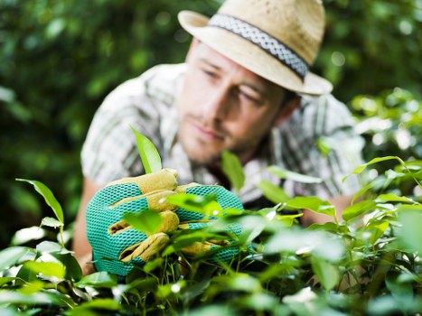 Seasonal garden care and planting in Downham