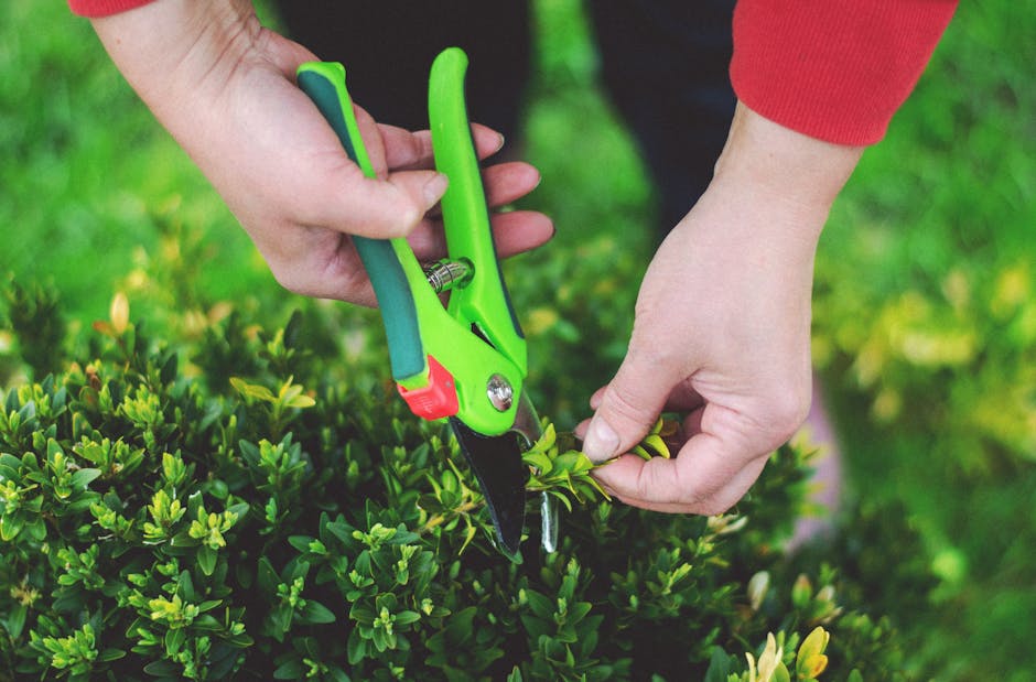 Close-up of a person's hands performing garden maintenance on a dense, green hedge with small, glossy leaves. One hand holds a pair of bright green pruning shears with red safety features, cutting a b