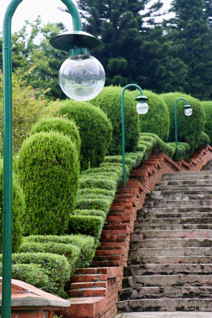A person is engaged in garden maintenance on a terraced outdoor patio, using a grass trimmer to trim tall, dark green, spiky-leaved plants situated in large green pots. The patio features a wooden tab