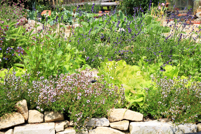 garden care garden