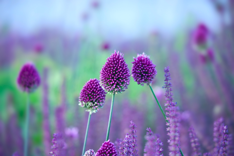 garden Yard